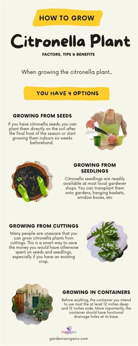 how to use citronella plant in tagalog